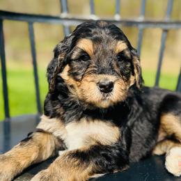 Black Cherry - Phantom female Pyredoodle puppy in Bowling Green, Ohio from FDF Pyredoodles & Bernedoodles