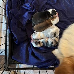 American Corgi and Pembroke Welsh Corgi Puppies from MKM Corgi Company