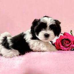 Shihpoo and Shih Tzu Puppies from Lilli’s Shih tzus and Shih poos