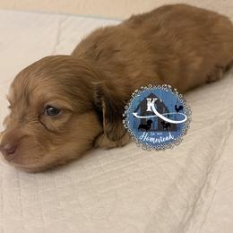 Maple - Cream female Dachshund puppy in Clearlake Oaks, California from K’s Homestead