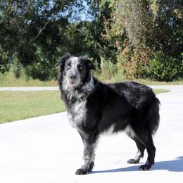 Tilly - Border Collie