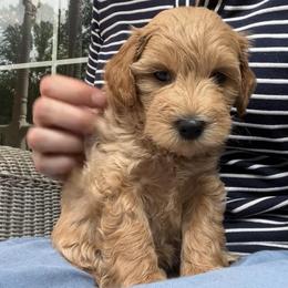 Obi Wan - blue - Apricot male Schnoodle puppy in Fredericksburg, Virginia from Growing Puppies