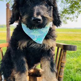 Assorted Doodle Crosses, Aussiedoodle, Bernedoodle, and Poodle Puppies from Pear Tree Prairie Doodles