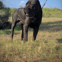 Cane Corso All Grown Up from Diamond Cut Kennels, Hawaii