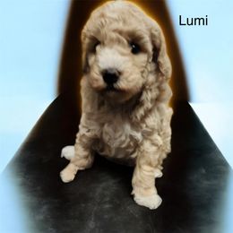 AKC girl Lumi 2300 NATURAL TAIL - Cream female Poodle puppy in Cartersville, Georgia from Alpha Tiny Paws