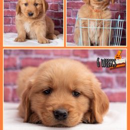 Mango - Dark golden male Golden Retriever puppy in Driggs, Idaho from SK Golden Retrievers