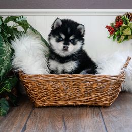 Pomsky Puppies from Arctic Star Pomskies