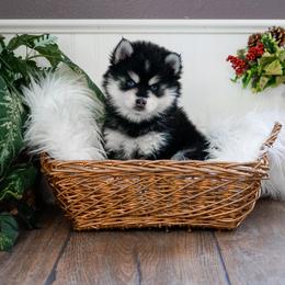 Pomsky Puppies from Arctic Star Pomskies
