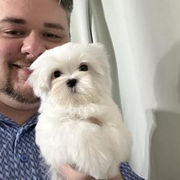 Maltese Puppies from Regal Maltese
