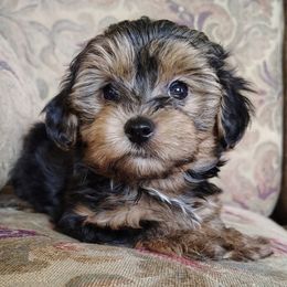 Claire - Tri-color female Yorkipoo puppy in Woodruff, Arizona from Desert Flower Breeders