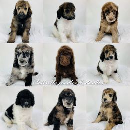 Bernedoodle and Goldendoodle Puppies from Cottrell’s Poodles & Doodles
