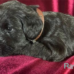 Raven -Male 1 - Black male Miniature Schnauzer puppy in Granville, Ohio from Shull Mini Schnauzers