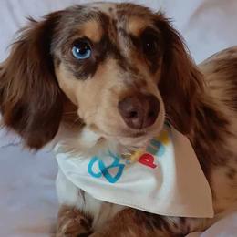 Blu - Dachshund