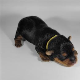 Yellow collar girl - Black and tan female Yorkshire Terrier puppy in Jacksonville, Florida from Yorkieology