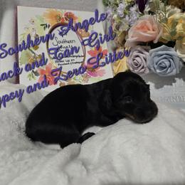 Basset Hound and Dachshund Puppies from V's Southern Angels