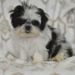 Backpack - Black and white male Shichon puppy in Delta, Colorado from PTK Ranch