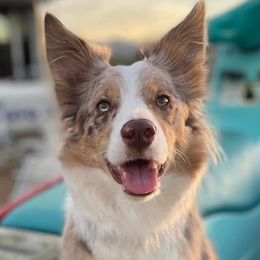Border Collies from Geronimo Creek Border Collies