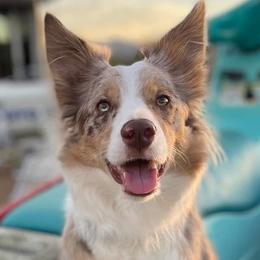 Border Collies from Geronimo Creek Border Collies