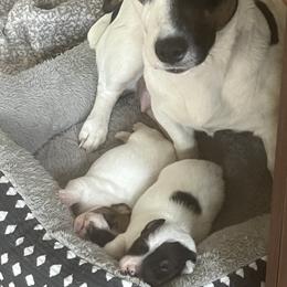 Border Collie and Jack Russell Terrier Puppies from CP FARMS BORDER COLLIES N JACKS CORP