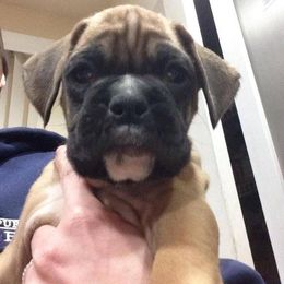 Boxer Puppies from Vintage Boxers