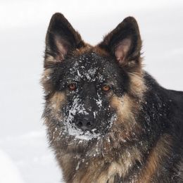 German Shepherds from Crooked River German Shepherds