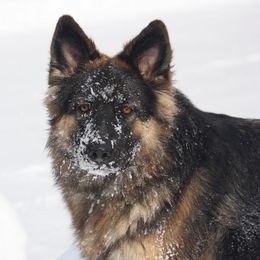 German Shepherds from Crooked River German Shepherds