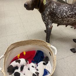 Belgian Malinois and German Shorthaired Pointer Puppies from Lapdog GSP