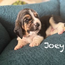 Joey - Black tan and white male Basset Hound puppy in Richmond, Kentucky from Walters Hollow Hounds