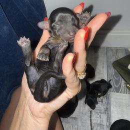 Dachshund Puppies from Champion Dachshunds