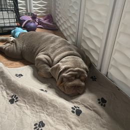 Bulldog Puppies from Bougie Bullies & Birds LLC