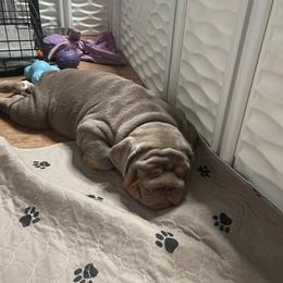 Bulldog Puppies from Bougie Bullies & Birds LLC