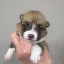 MO-F01 - Red female Pembroke Welsh Corgi puppy in Stockton, Iowa from Infinity Corgis