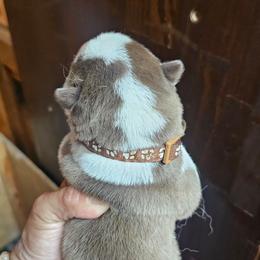 Brown - Sable and white male Siberian Husky puppy in Springfield, Massachusetts from 16acreshuskies