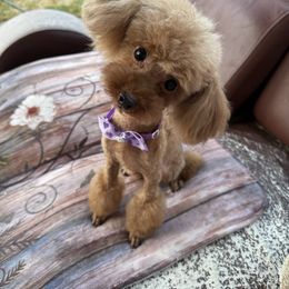 Koritza - Poodle