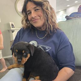 Light Blue boy - Black and mahogany male Rottweiler puppy in Lebanon, Oregon from SOUTH SANTIAM ROTTWEILERS