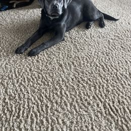 Dilute Retriever and Labrador Retriever Puppies from Lynn Valley Labradors