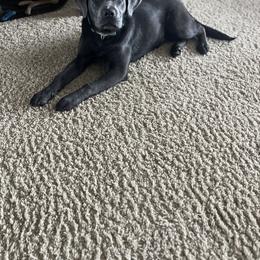 Dilute Retriever and Labrador Retriever Puppies from Lynn Valley Labradors
