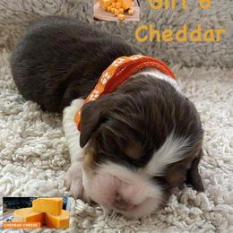 English Springer Spaniel Puppies from Picky’s Puppies