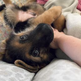 German Shepherd Puppies from Ewig Krieger Kennels