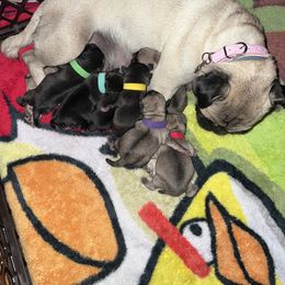 French Bulldog and Pug Puppies from Naughty and Naked Cattery and Kennel
