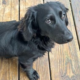 Coal - Dachshund
