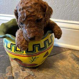 Neon Green Collar - Red  female Poodle puppy in Henagar, Alabama from Windy Oak Kennels