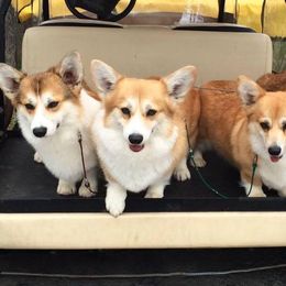 Pembroke Welsh Corgis from Perivale Pembroke Welsh Corgis