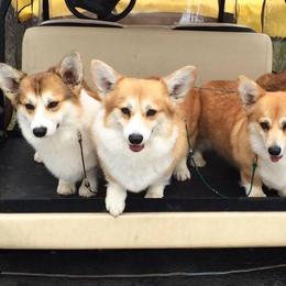 Pembroke Welsh Corgis from Perivale Pembroke Welsh Corgis