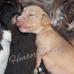 Twinkie - Red male Dachshund puppy in Panama City, Florida from Harbor Doxies