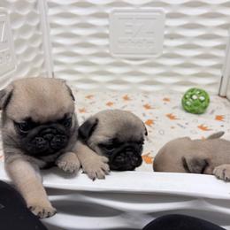 Waffles - Fawn male Pug puppy in Randleman, North Carolina from Peachy Pugs