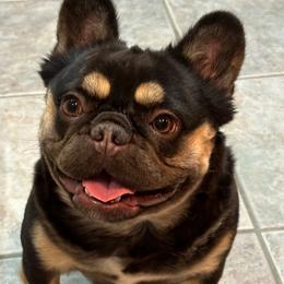 Pelusa - Liver female French Bulldog puppy in Asheville, North Carolina from MTO KENNELS