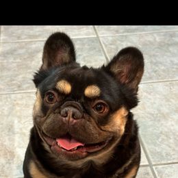 Pelusa - Liver female French Bulldog puppy in Asheville, North Carolina from MTO KENNELS