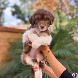 Aussiedoodle, Bernedoodle, Goldendoodle, and Poodle Puppies from Teddy Doodles & Standard Poodles