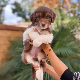 Aussiedoodle, Bernedoodle, Goldendoodle, and Poodle Puppies from Teddy Doodles & Standard Poodles